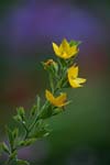 IMG_1354-A (Large)