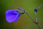 IMG_1356-A (Large)